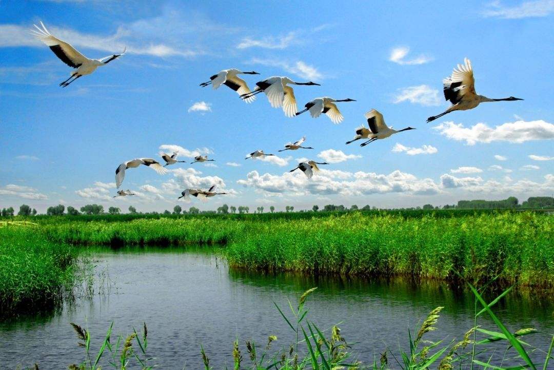 扎龙国家级自然保护区